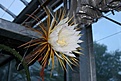 Нажмите на изображение для увеличения.

Название:	IMG_2586.JPG
Просмотров:	246
Размер:	64.0 Кб
ID:	386722