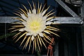 Нажмите на изображение для увеличения.

Название:	IMG_2587.JPG
Просмотров:	249
Размер:	61.8 Кб
ID:	386723