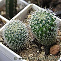 Нажмите на изображение для увеличения.

Название:	Mammillaria_albilanata_06.jpg
Просмотров:	247
Размер:	45.3 Кб
ID:	386737