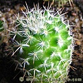 Нажмите на изображение для увеличения.

Название:	Mammillaria_albilanata_02.jpg
Просмотров:	246
Размер:	44.0 Кб
ID:	386738