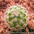 Нажмите на изображение для увеличения.

Название:	Mammillaria_albilanata.jpg
Просмотров:	257
Размер:	38.5 Кб
ID:	386739