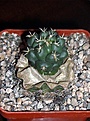 Нажмите на изображение для увеличения.

Название:	Coryphantha-elephantides.jpg
Просмотров:	267
Размер:	75.3 Кб
ID:	386743