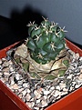 Нажмите на изображение для увеличения.

Название:	Coryphantha-elephantides-1.jpg
Просмотров:	252
Размер:	70.2 Кб
ID:	386744