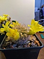 Нажмите на изображение для увеличения.

Название:	weing_chuquichuquiensis_3.jpg
Просмотров:	925
Размер:	148.7 Кб
ID:	459938