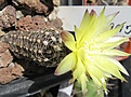 Нажмите на изображение для увеличения.

Название:	Gymnocalycium doppianum -andrea fechseri.JPG
Просмотров:	792
Размер:	182.7 Кб
ID:	460206