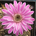 Нажмите на изображение для увеличения.

Название:	Gymnocalycium damsii ssp. evae rotundulum VoS 047.JPG
Просмотров:	792
Размер:	226.9 Кб
ID:	460208