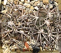 Нажмите на изображение для увеличения.

Название:	Gymnocalycium catamarcense belense VS-064.JPG
Просмотров:	869
Размер:	304.3 Кб
ID:	460209