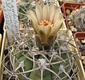 Нажмите на изображение для увеличения.

Название:	Gymnocalycium ambatoense VG-383.JPG
Просмотров:	831
Размер:	214.8 Кб
ID:	460210