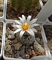 Нажмите на изображение для увеличения.

Название:	Turbinicarpus schmiedickeanus v. dickisoniae PP 215.JPG
Просмотров:	468
Размер:	76.9 Кб
ID:	460816