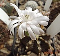 Нажмите на изображение для увеличения.

Название:	937.1 Gymnocalycium friedrichii v. moserianum VoS 014а, Alto Paraguay; east of Agua Dulce; 200m.JPG
Просмотров:	498
Размер:	79.4 Кб
ID:	460818