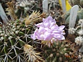 Нажмите на изображение для увеличения.

Название:	198.1  Acanthocalycium violaceum P 110a Salsacate, 1000m.JPG
Просмотров:	482
Размер:	145.8 Кб
ID:	460819