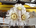 Нажмите на изображение для увеличения.

Название:	46.1 Gymnocalycium borthii ssp. nogolense VG 411[1.JPG
Просмотров:	682
Размер:	88.1 Кб
ID:	461045