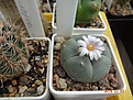 Нажмите на изображение для увеличения.

Название:	264.1 Lophophora williamsii v. texana.JPG
Просмотров:	679
Размер:	171.8 Кб
ID:	461046