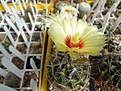 Нажмите на изображение для увеличения.

Название:	245.1 Hamatocactus setispinus LX 666 China, NL.JPG
Просмотров:	683
Размер:	157.9 Кб
ID:	461047