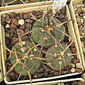 Нажмите на изображение для увеличения.

Название:	Gymnocalycium armatum HTH-143 (2).JPG
Просмотров:	1330
Размер:	86.0 Кб
ID:	461215