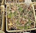 Нажмите на изображение для увеличения.

Название:	Gymnocalycium cardenasianum JO-193 (2).JPG
Просмотров:	1378
Размер:	99.3 Кб
ID:	461216