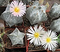 Нажмите на изображение для увеличения.

Название:	Astrophytum myriostigma tulense.JPG
Просмотров:	577
Размер:	325.7 Кб
ID:	461243