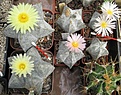 Нажмите на изображение для увеличения.

Название:	Astrophytum myriostigma.JPG
Просмотров:	556
Размер:	361.9 Кб
ID:	461244