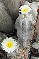 Нажмите на изображение для увеличения.

Название:	Astrophytum myriostigma columnare.JPG
Просмотров:	497
Размер:	201.3 Кб
ID:	461246