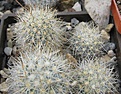 Нажмите на изображение для увеличения.

Название:	008 Escobaria organensis SB 823 18 Dona Ana Co, NM, dense brown spines, (MG388.5).JPG
Просмотров:	560
Размер:	93.3 Кб
ID:	465147