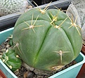 Нажмите на изображение для увеличения.

Название:	012 Gymnocalycium horstii.JPG
Просмотров:	487
Размер:	54.2 Кб
ID:	465149