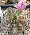 Нажмите на изображение для увеличения.

Название:	011 Gymnocalycium damsii ssp. evae rotundulum VoS 047 P 5660.JPG
Просмотров:	475
Размер:	54.9 Кб
ID:	465150