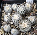 Нажмите на изображение для увеличения.

Название:	010 Gymnocalycium bruchii niveum R 727 (K4055).JPG
Просмотров:	495
Размер:	120.3 Кб
ID:	465151