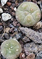Нажмите на изображение для увеличения.

Название:	015 Lophophora decipiensis.JPG
Просмотров:	493
Размер:	54.4 Кб
ID:	465155