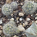 Нажмите на изображение для увеличения.

Название:	016 Mammillaria prolifera Bexar Co.JPG
Просмотров:	485
Размер:	129.1 Кб
ID:	465156