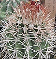 Нажмите на изображение для увеличения.

Название:	018 Melocactus sp. от Червинко aff. M. ruestii v. fr. blancs-white GD328 или M.  guitartii.JPG
Просмотров:	509
Размер:	159.9 Кб
ID:	465157