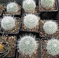 Нажмите на изображение для увеличения.

Название:	020 Mammillaria hahniana.JPG
Просмотров:	509
Размер:	125.5 Кб
ID:	465160