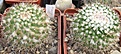 Нажмите на изображение для увеличения.

Название:	021 Mammillaria collinsii.JPG
Просмотров:	485
Размер:	70.8 Кб
ID:	465161
