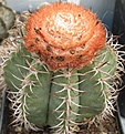 Нажмите на изображение для увеличения.

Название:	033 Melocactus matanzanus.JPG
Просмотров:	469
Размер:	76.2 Кб
ID:	465162