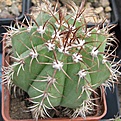 Нажмите на изображение для увеличения.

Название:	034 Melocactus matanzanus fa. minor n.n., dwarf form, flowering size 6 cm diam.JPG
Просмотров:	484
Размер:	105.8 Кб
ID:	465163