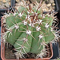 Нажмите на изображение для увеличения.

Название:	034 Melocactus matanzanus fa. minor n.n., dwarf form, flowering size 6 cm diam.JPG
Просмотров:	466
Размер:	105.8 Кб
ID:	465163