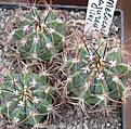 Нажмите на изображение для увеличения.

Название:	036 Melocactus azureus.JPG
Просмотров:	494
Размер:	86.1 Кб
ID:	465165