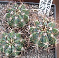 Нажмите на изображение для увеличения.

Название:	036 Melocactus azureus.JPG
Просмотров:	474
Размер:	86.1 Кб
ID:	465165