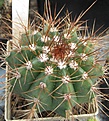 Нажмите на изображение для увеличения.

Название:	035 Melocactus ernestii.JPG
Просмотров:	525
Размер:	89.4 Кб
ID:	465166