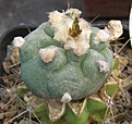 Нажмите на изображение для увеличения.

Название:	046 Lophophora jordaniana.JPG
Просмотров:	464
Размер:	48.6 Кб
ID:	465167