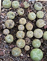 Нажмите на изображение для увеличения.

Название:	047 Lophophora diffusa.JPG
Просмотров:	477
Размер:	84.5 Кб
ID:	465168