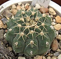 Нажмите на изображение для увеличения.

Название:	048 Gymnocalycium stellatum flavispinum.JPG
Просмотров:	456
Размер:	66.8 Кб
ID:	465169