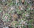 Нажмите на изображение для увеличения.

Название:	052 Gymnocalycium ferox ferocior STO 866.JPG
Просмотров:	524
Размер:	84.4 Кб
ID:	465172