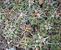 Нажмите на изображение для увеличения.

Название:	052 Gymnocalycium ferox ferocior STO 866.JPG
Просмотров:	508
Размер:	84.4 Кб
ID:	465172