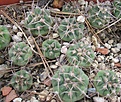 Нажмите на изображение для увеличения.

Название:	050 Gymnocalycium hybopleurum ferocior.JPG
Просмотров:	469
Размер:	91.1 Кб
ID:	465173