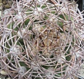 Нажмите на изображение для увеличения.

Название:	049 Gymnocalycium tilcarense.JPG
Просмотров:	515
Размер:	281.2 Кб
ID:	465174