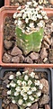 Нажмите на изображение для увеличения.

Название:	054 Mammillaria bertholdii.JPG
Просмотров:	557
Размер:	164.4 Кб
ID:	465175