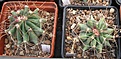 Нажмите на изображение для увеличения.

Название:	056 Ferocactus wislizeni.JPG
Просмотров:	471
Размер:	76.0 Кб
ID:	465178