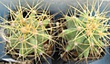 Нажмите на изображение для увеличения.

Название:	057 Ferocactus glauscescens.JPG
Просмотров:	446
Размер:	174.6 Кб
ID:	465181