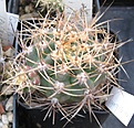 Нажмите на изображение для увеличения.

Название:	069 Gymnocalycium neuhuberi.JPG
Просмотров:	518
Размер:	74.2 Кб
ID:	465184