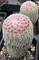 Нажмите на изображение для увеличения.

Название:	072 Echinocereus rigidissimus (2).JPG
Просмотров:	502
Размер:	66.4 Кб
ID:	465185